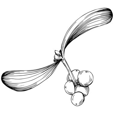 Ökse otu çizimi. Keçiboynuzu ağacı doğası oymalı bir tasvir. Detaylı bitki ürünü. Tasarım logosu, menü, etiket, simge, pul için en iyisi.