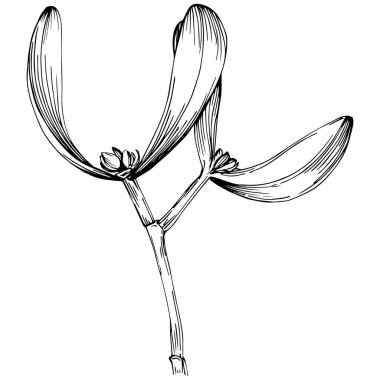 Ökse otu çizimi. Keçiboynuzu ağacı doğası oymalı bir tasvir. Detaylı bitki ürünü. Tasarım logosu, menü, etiket, simge, pul için en iyisi.