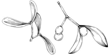 Ökse otu çizimi. Keçiboynuzu ağacı doğası oymalı bir tasvir. Detaylı bitki ürünü. Tasarım logosu, menü, etiket, simge, pul için en iyisi.