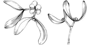 Ökse otu çizimi. Keçiboynuzu ağacı doğası oymalı bir tasvir. Detaylı bitki ürünü. Tasarım logosu, menü, etiket, simge, pul için en iyisi.