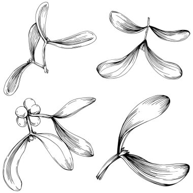 Ökse otu çizimi. Keçiboynuzu ağacı doğası oymalı bir tasvir. Detaylı bitki ürünü. Tasarım logosu, menü, etiket, simge, pul için en iyisi.