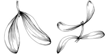 Ökse otu çizimi. Keçiboynuzu ağacı doğası oymalı bir tasvir. Detaylı bitki ürünü. Tasarım logosu, menü, etiket, simge, pul için en iyisi.