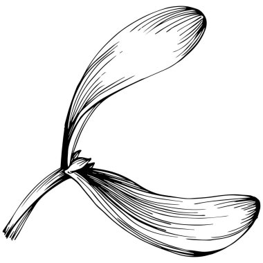 Ökse otu çizimi. Keçiboynuzu ağacı doğası oymalı bir tasvir. Detaylı bitki ürünü. Tasarım logosu, menü, etiket, simge, pul için en iyisi.