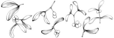 Ökse otu çizimi. Keçiboynuzu ağacı doğası oymalı bir tasvir. Detaylı bitki ürünü. Tasarım logosu, menü, etiket, simge, pul için en iyisi.