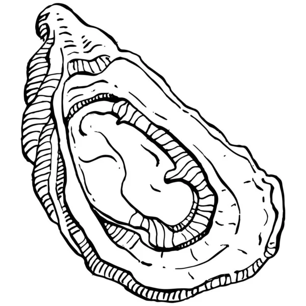 Wektor Ostryg Grawerowania Stylu Ilustracja Logo Lub Godło Projektowania Menu — Wektor stockowy