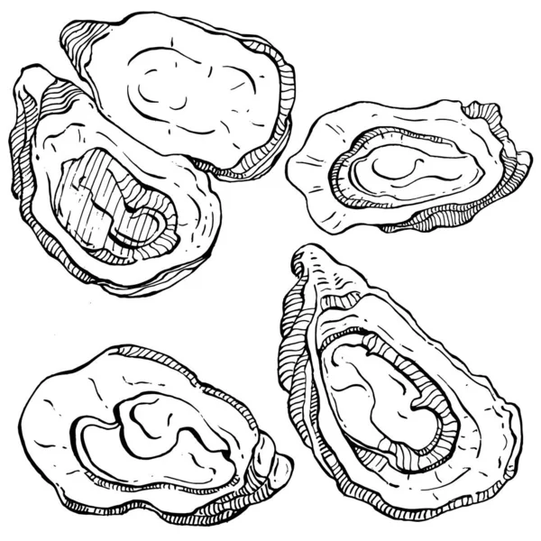 오이스터 벡터에는 해산물 디자인을 로고나 엠블렘을 조각하는 스타일의 삽화가 전형적 — 스톡 벡터