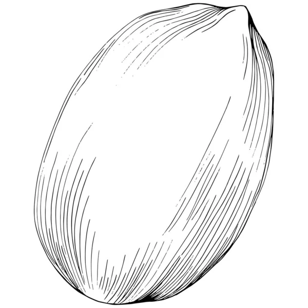 Ilustração Vetorial Desenhada Mão Amendoim Isolada Sobre Fundo Branco Produto —  Vetores de Stock