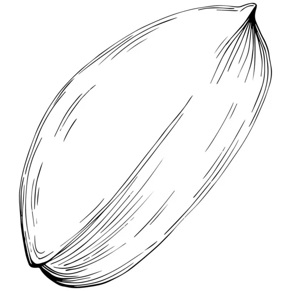 Peanut Hand Drawn Vector Illustration Isolated White Background Retro Style — Stock vektor
