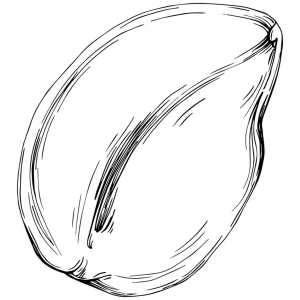 Peanut Hand Drawn Vector Illustration Isolated White Background Retro Style — Vetor de Stock