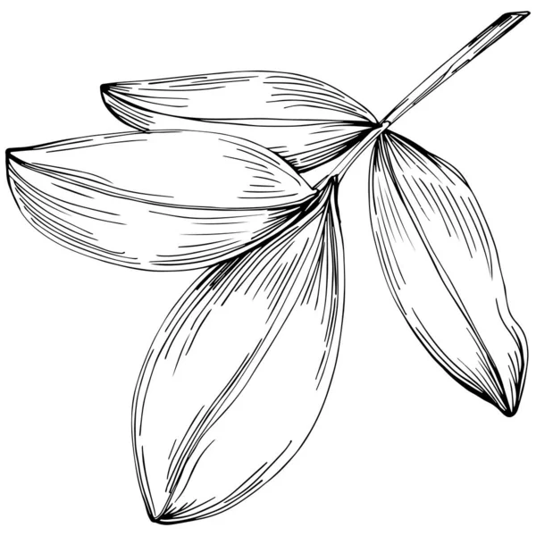 Peanut el çizimi Vektör İllüstrasyonu beyaz arkaplanda izole edildi. Restoran menüsü, market etiketi, logo, amblem ve mutfak tasarımı için Retro style tarım ürünü. Yiyecek ambalajı için dekorasyon.