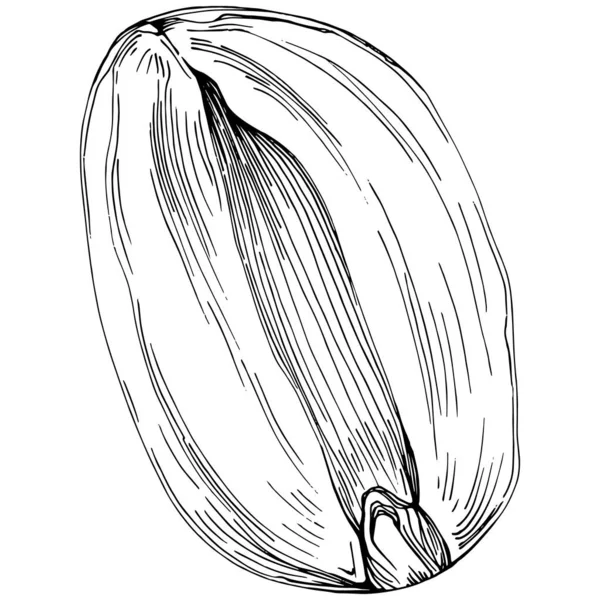 Peanut Hand Drawn Vector Illustration Isolated White Background Retro Style — стоковый вектор