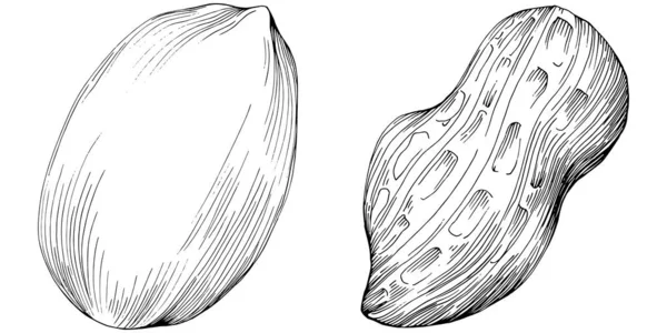 Peanut el çizimi Vektör İllüstrasyonu beyaz arkaplanda izole edildi. Restoran menüsü, market etiketi, logo, amblem ve mutfak tasarımı için Retro style tarım ürünü. Yiyecek ambalajı için dekorasyon.