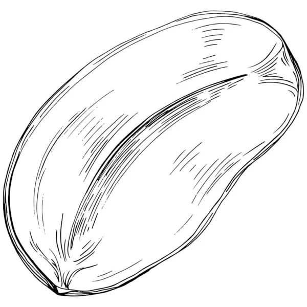 Peanut el çizimi Vektör İllüstrasyonu beyaz arkaplanda izole edildi. Restoran menüsü, market etiketi, logo, amblem ve mutfak tasarımı için Retro style tarım ürünü. Yiyecek ambalajı için dekorasyon.