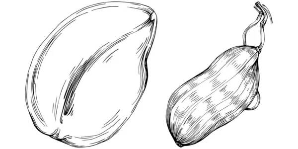 Ilustração Vetorial Desenhada Mão Amendoim Isolada Sobre Fundo Branco Produto —  Vetores de Stock