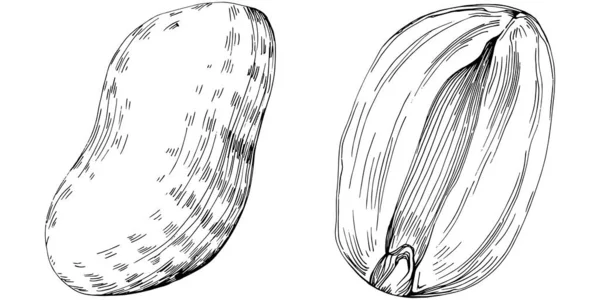 Peanut el çizimi Vektör İllüstrasyonu beyaz arkaplanda izole edildi. Restoran menüsü, market etiketi, logo, amblem ve mutfak tasarımı için Retro style tarım ürünü. Yiyecek ambalajı için dekorasyon.