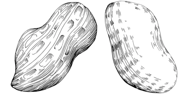Peanut Hand Drawn Vector Illustration Isolated White Background Retro Style — Stockvector