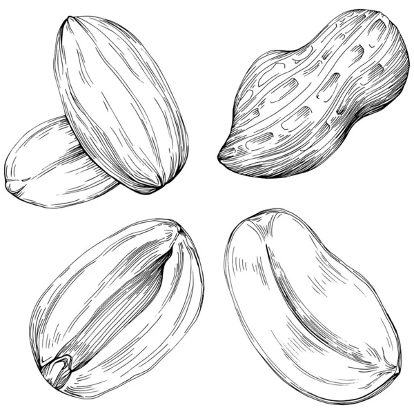 Peanut el çizimi Vektör İllüstrasyonu beyaz arkaplanda izole edildi. Restoran menüsü, market etiketi, logo, amblem ve mutfak tasarımı için Retro style tarım ürünü. Yiyecek ambalajı için dekorasyon.