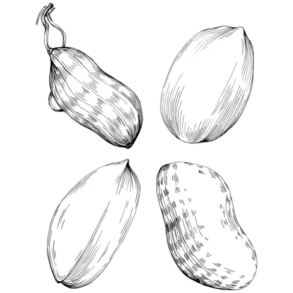 Peanut el çizimi Vektör İllüstrasyonu beyaz arkaplanda izole edildi. Restoran menüsü, market etiketi, logo, amblem ve mutfak tasarımı için Retro style tarım ürünü. Yiyecek ambalajı için dekorasyon.