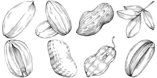 Peanut Hand Drawn Vector Illustration Isolated White Background Retro Style — 图库矢量图片