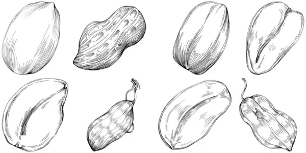 Peanut Hand Drawn Vector Illustration Isolated White Background Retro Style — Vector de stock