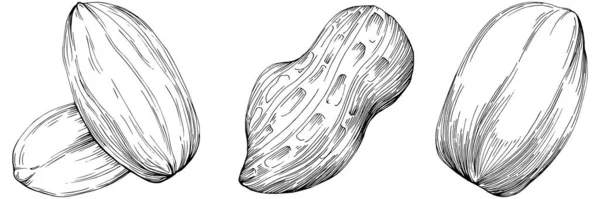 Peanut Illustration Vectorielle Dessinée Main Isolée Sur Fond Blanc Produit — Image vectorielle