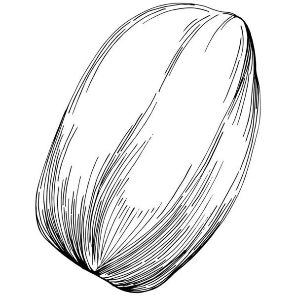 Peanut el çizimi Vektör İllüstrasyonu beyaz arkaplanda izole edildi. Restoran menüsü, market etiketi, logo, amblem ve mutfak tasarımı için Retro style tarım ürünü. Yiyecek ambalajı için dekorasyon.