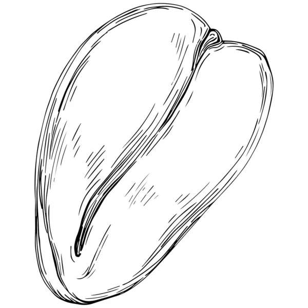 Peanut Hand Drawn Vector Illustration Isolated White Background Retro Style - Stok Vektor