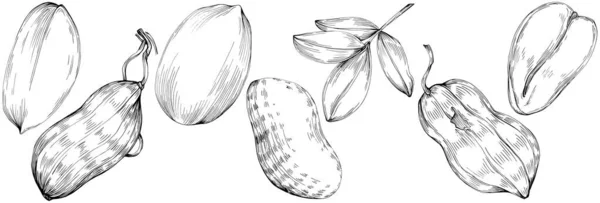 Φυστίκι Ζωγραφισμένο Στο Χέρι Εικονογράφηση Διάνυσμα Απομονώνονται Λευκό Φόντο Ρετρό — Διανυσματικό Αρχείο