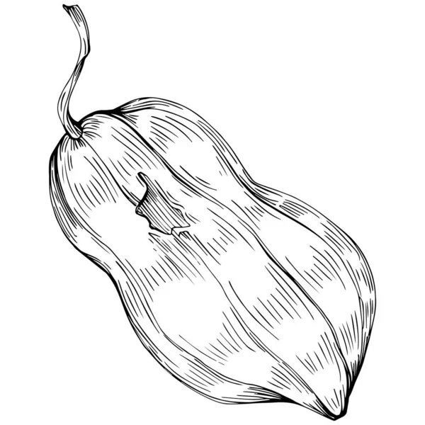 Peanut el çizimi Vektör İllüstrasyonu beyaz arkaplanda izole edildi. Restoran menüsü, market etiketi, logo, amblem ve mutfak tasarımı için Retro style tarım ürünü. Yiyecek ambalajı için dekorasyon.