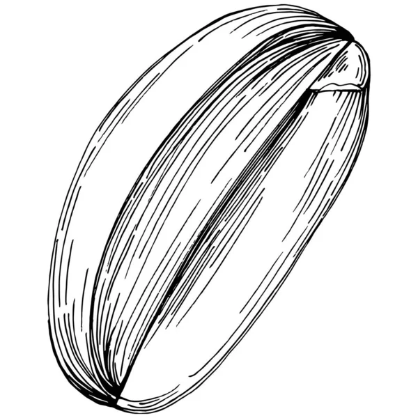 Peanut el çizimi Vektör İllüstrasyonu beyaz arkaplanda izole edildi. Restoran menüsü, market etiketi, logo, amblem ve mutfak tasarımı için Retro style tarım ürünü. Yiyecek ambalajı için dekorasyon.