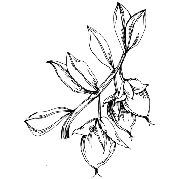 Jojoba ağacı ve fasulyeleri beyaz arka planda elle çizim yapıyorlar. İşlenmiş stil illüstrasyonlu izole bir nesne. Tasarım logosu, menü, etiket, simge, pul için en iyisi.