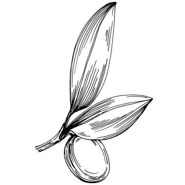 Jojoba ağacı ve fasulyeleri beyaz arka planda elle çizim yapıyorlar. İşlenmiş stil illüstrasyonlu izole bir nesne. Tasarım logosu, menü, etiket, simge, pul için en iyisi.