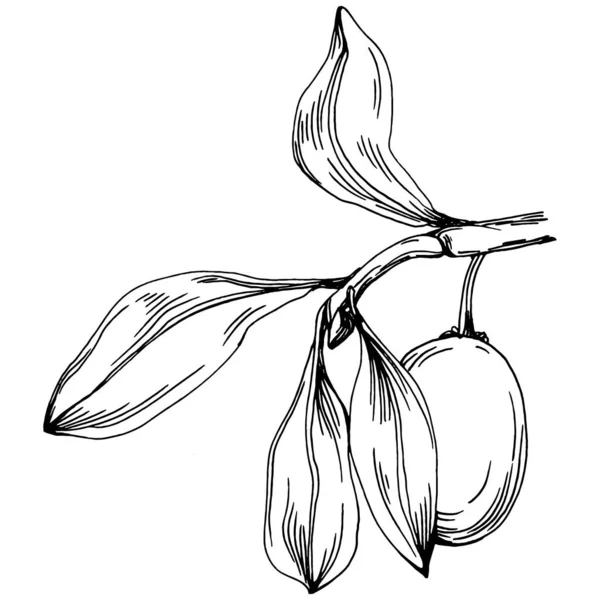 Jojoba ağacı ve fasulyeleri beyaz arka planda elle çizim yapıyorlar. İşlenmiş stil illüstrasyonlu izole bir nesne. Tasarım logosu, menü, etiket, simge, pul için en iyisi.