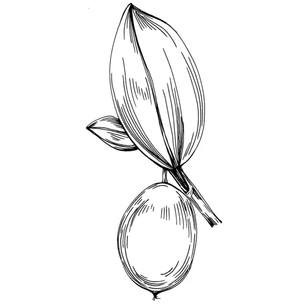 Jojoba Tree Beans Graphic Style Hand Draw White Background Isolated — ストックベクタ