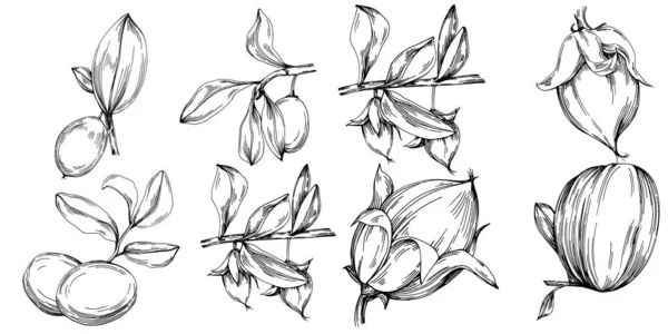 Jojoba ağacı ve fasulyeleri beyaz arka planda elle çizim yapıyorlar. İşlenmiş stil illüstrasyonlu izole bir nesne. Tasarım logosu, menü, etiket, simge, pul için en iyisi.