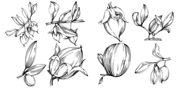 Jojoba Tree Beans Graphic Style Hand Draw White Background Isolated — Stockvector