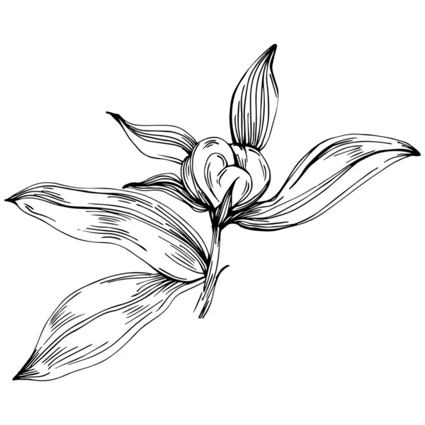 Şakayık çiçeği. Çiçekli botanik çiçeği. İzole illüstrasyon elementi. Arkaplan, doku, ambalaj deseni, çerçeve veya kenar çizimi için vektör el.