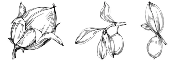 乔荷巴树和豆子的图形风格手绘白色背景 带有雕刻样式图解的孤立对象 最佳设计标志 — 图库矢量图片