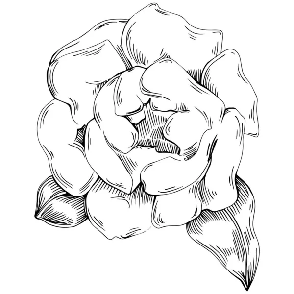 Квітка Півонії Квіткова Ботанічна Квітка Ізольований Елемент Ілюстрації Векторний Малюнок — стоковий вектор