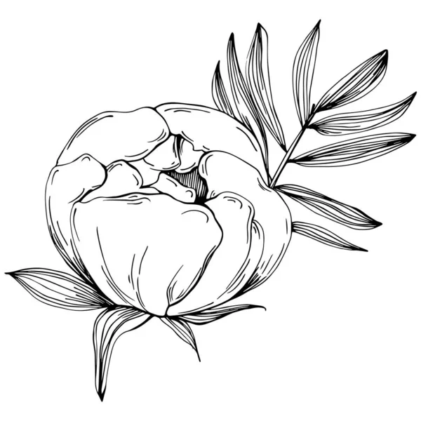 Şakayık çiçeği. Çiçekli botanik çiçeği. İzole illüstrasyon elementi. Arkaplan, doku, ambalaj deseni, çerçeve veya kenar çizimi için vektör el.