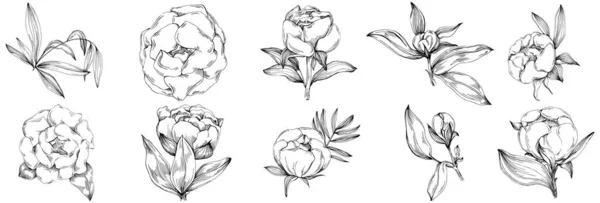 牡丹の花 花の植物の花 孤立したイラスト要素 テクスチャ ラッパーパターン フレームまたは境界線のためのベクトル手描きの野花 — ストックベクタ