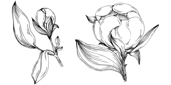 Peony Flower Floral Botanical Flower Isolated Illustration Element Vector Hand — Διανυσματικό Αρχείο