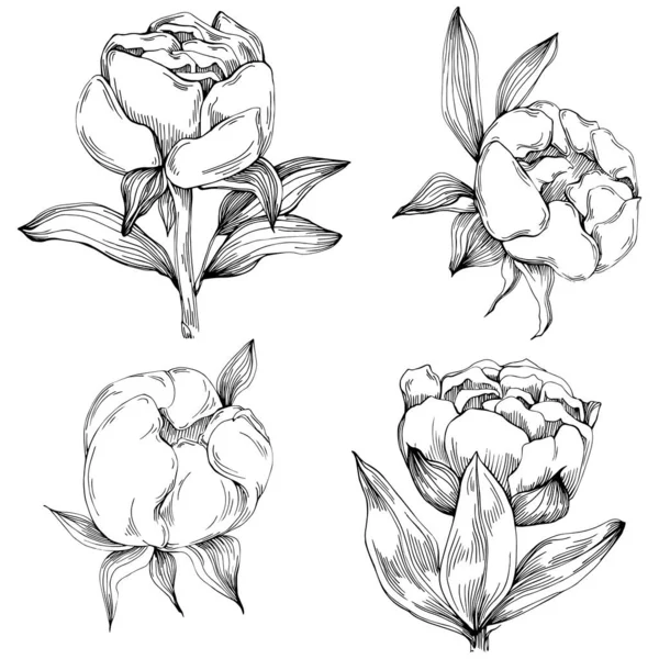 Şakayık çiçeği. Çiçekli botanik çiçeği. İzole illüstrasyon elementi. Arkaplan, doku, ambalaj deseni, çerçeve veya kenar çizimi için vektör el.