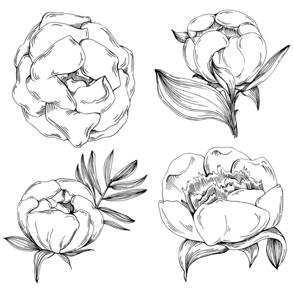 Fleur Pivoine Fleur Botanique Florale Élément Illustration Isolé Dessin Vectoriel — Image vectorielle