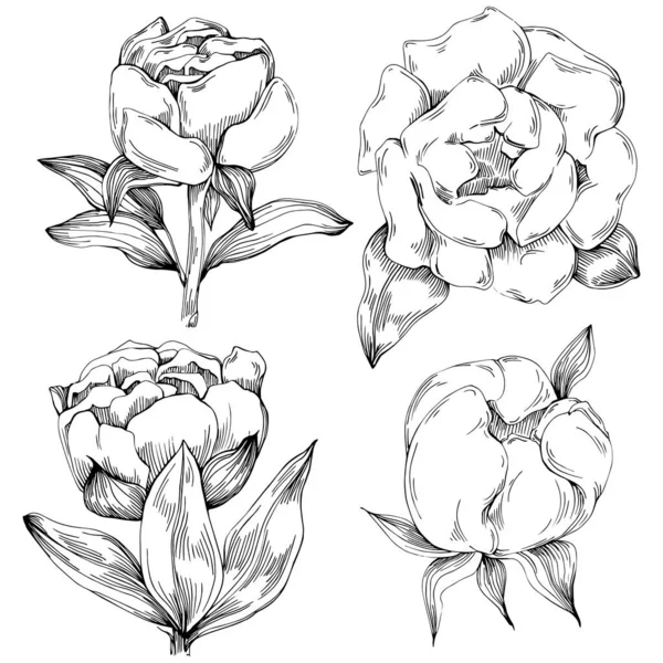 Şakayık çiçeği. Çiçekli botanik çiçeği. İzole illüstrasyon elementi. Arkaplan, doku, ambalaj deseni, çerçeve veya kenar çizimi için vektör el.