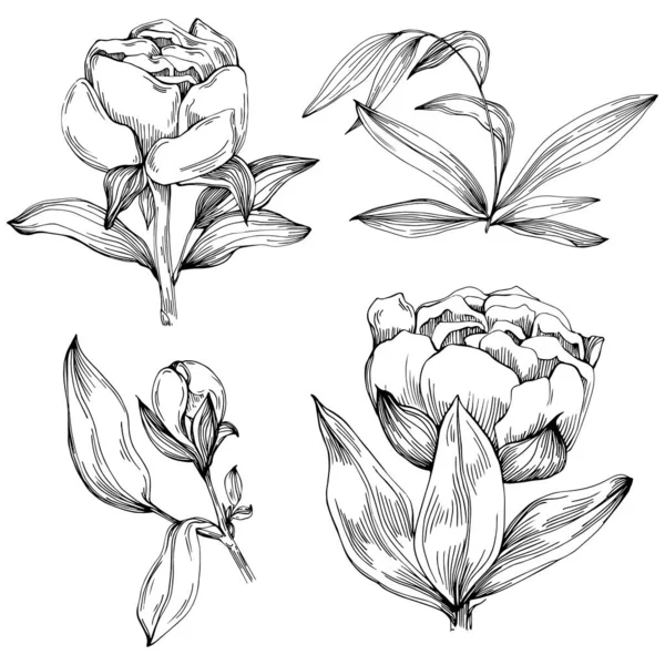 Şakayık çiçeği. Çiçekli botanik çiçeği. İzole illüstrasyon elementi. Arkaplan, doku, ambalaj deseni, çerçeve veya kenar çizimi için vektör el.
