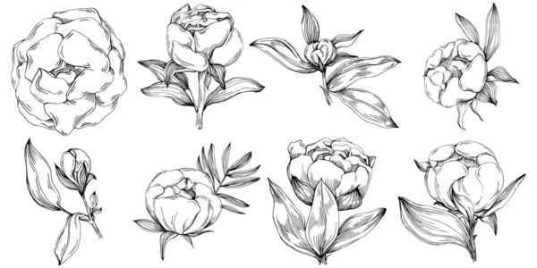 Şakayık çiçeği. Çiçekli botanik çiçeği. İzole illüstrasyon elementi. Arkaplan, doku, ambalaj deseni, çerçeve veya kenar çizimi için vektör el.