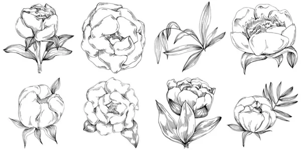 Şakayık çiçeği. Çiçekli botanik çiçeği. İzole illüstrasyon elementi. Arkaplan, doku, ambalaj deseni, çerçeve veya kenar çizimi için vektör el.