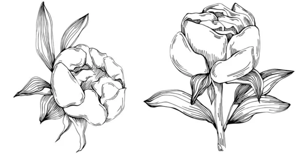Λουλούδι Παιώνιας Φυτικό Βοτανικό Λουλούδι Μεμονωμένο Στοιχείο Απεικόνισης Διάνυσμα Χέρι — Διανυσματικό Αρχείο