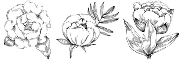 Fleur Pivoine Fleur Botanique Florale Élément Illustration Isolé Dessin Vectoriel — Image vectorielle